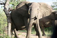 elephants gomo gomo IMG_4920.JPG